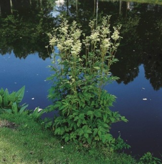 Älggräs - Filipendula Ulmaria