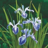 Iris Mottled Beauty