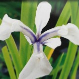 Iris Snowdrift