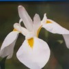 Japansk vit iris - Iris kaempferi white
