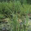Jättestarr - Carex riparia
