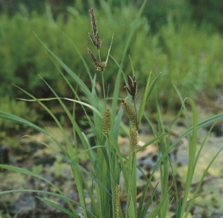 Jättestarr - Carex riparia