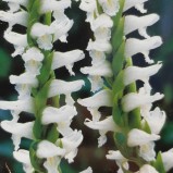 Spiranthes Chadds Ford