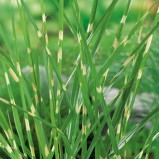 Glansmiskanthus