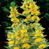 Brokig Videört - Lysimachia 'Variegata'