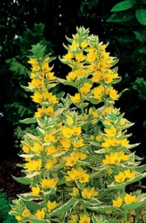 Brokig Videört - Lysimachia 'Variegata'