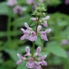 Knölsyska - Stachys palustris
