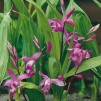 Mikadoblomma