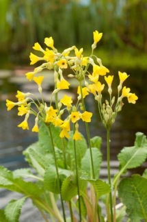 Sommarviva - Sommarviva Primula florindae