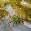 Flytväxt Vattenaloe liten - Vattenaloe