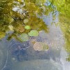 Flytväxt Dyblad - Hydrocharis morsus-ranae