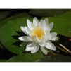 Näckros Odorata Alba - Näckros Odorata Alba