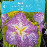 Japansk Iris 