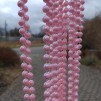 Pärlor rosa pärlemo 10m 12förp - 12 förp.