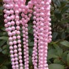Pärlor rosa pärlemo 10m 12förp