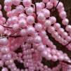 Pärlor rosa pärlemo 10m