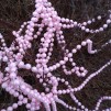 Pärlor rosa pärlemo 10m