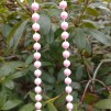 Pärlor rosa pärlemo 10m