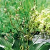 Amerikansk Svalting - Alisma parviflora