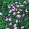 Pantergap blå - Mazus reptans blau