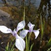 Iris Mottled Beauty