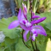Mikadoblomma