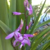 Mikadoblomma