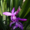 Mikadoblomma