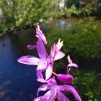 Mikadoblomma