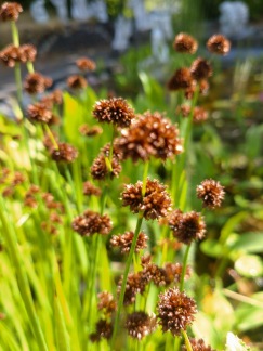 Svärdtåg - Svärdtåg Juncus ensifolius