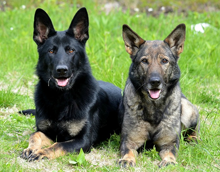 HEDEFORSENS ÅRKA OCH HASSEMANS UNNI, Foto: Siv Pojo HEDEFORSENS ÅRKA OCH HASSEMANS UNNI, Foto: Siv Pojo