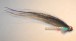 Silver Herring
