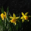 foto Ing-Marie Wallin
