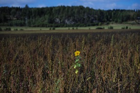 Mamma sa att jag och mina syskon skulle växa upp i en solskensträdgård???  foto Torbjörn  