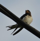 10. foto Annika Stendahl