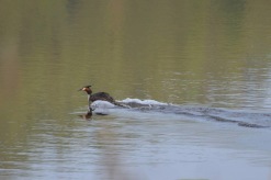 11. foto Annika Stendahl