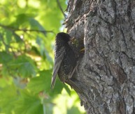 17. foto Annika Stendahl