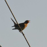 19. foto Annika Stendahl