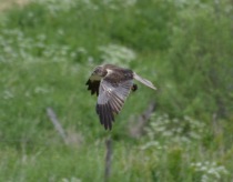 21. foto Annika Stendahl