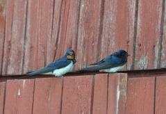 22. foto Annika Stendahl