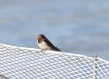 24. foto Annika Stendahl