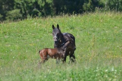 27. foto Annika Stendahl