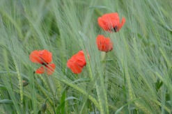 29. foto Annika Stendahl