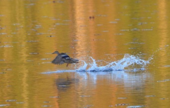 2012 juni foto Annika Stendal