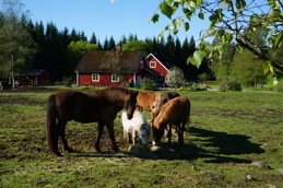 Hästarna i hagen.