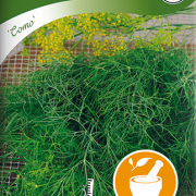 Dill, Como