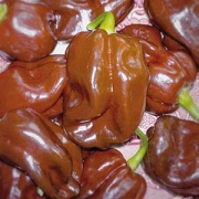 Chilipeppar ''Chocolate Scotch Bonnet''