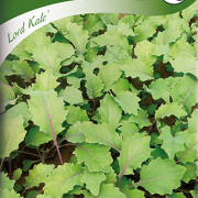 Kål, Grön- ''Lord Kale''