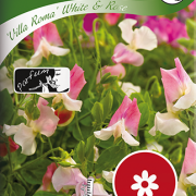 Luktärt ''Villa Roma'' White & Rose
