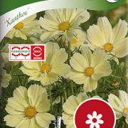 Rosenskära ''Xanthos''
